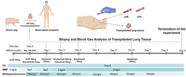 众团优配 世界首例！中国团队将基因编辑猪肺成功移植人体