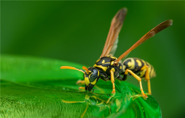 达宝优配 8旬老人捅马蜂窝被蛰100多针：因过敏性休克不幸去世